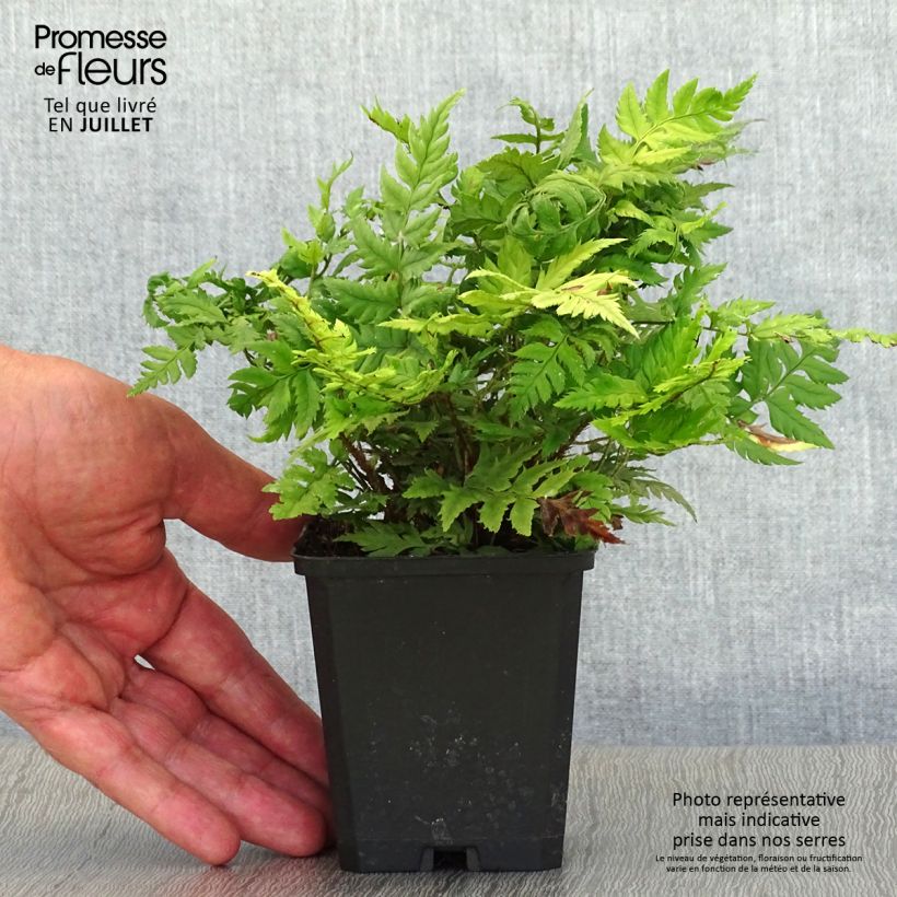 Exemplar von Steifer Schildfarn - Polystichum rigens Kleine Töpfe von 8/9 cm wie im Sommer geliefert