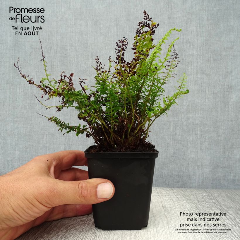 Exemplar von Weicher Schildfarn Herrenhausen - Polystichum setiferum Kleine Töpfe von 8/9 cm wie im Sommer geliefert