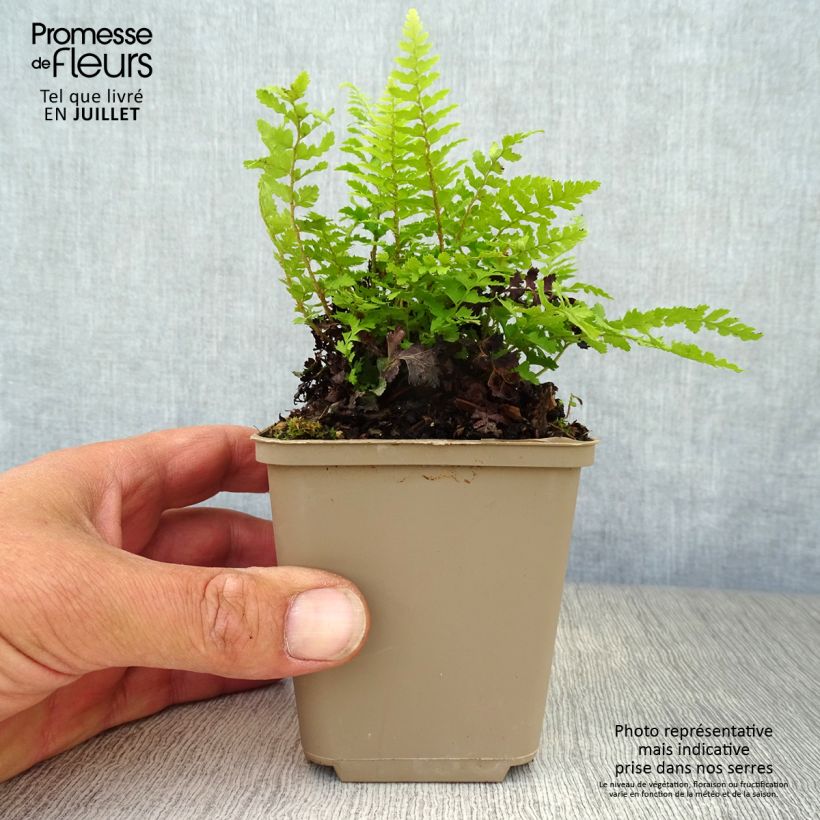 Exemplar von Weicher Schildfarn Dahlem - Polystichum setiferum Kleine Töpfe von 8/9 cm wie im Sommer geliefert
