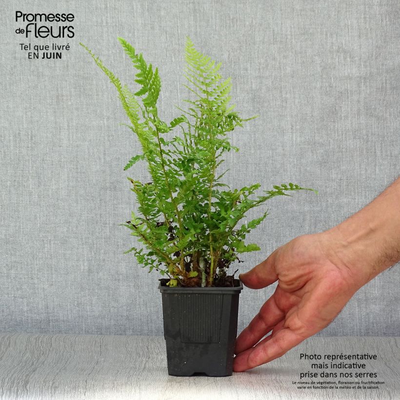 Exemplar von Weicher Schildfarn - Polystichum setiferum Kleine Töpfe von 8/9 cm wie im Sommer geliefert