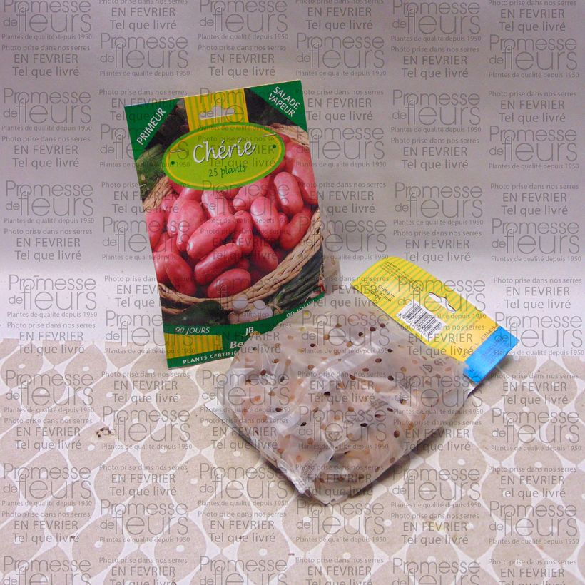 Beispiel eines Exemplars von Kartoffel Cherie Beutel mit 25 Setzlingen Kaliber/Größe 25/32 mm wie geliefert