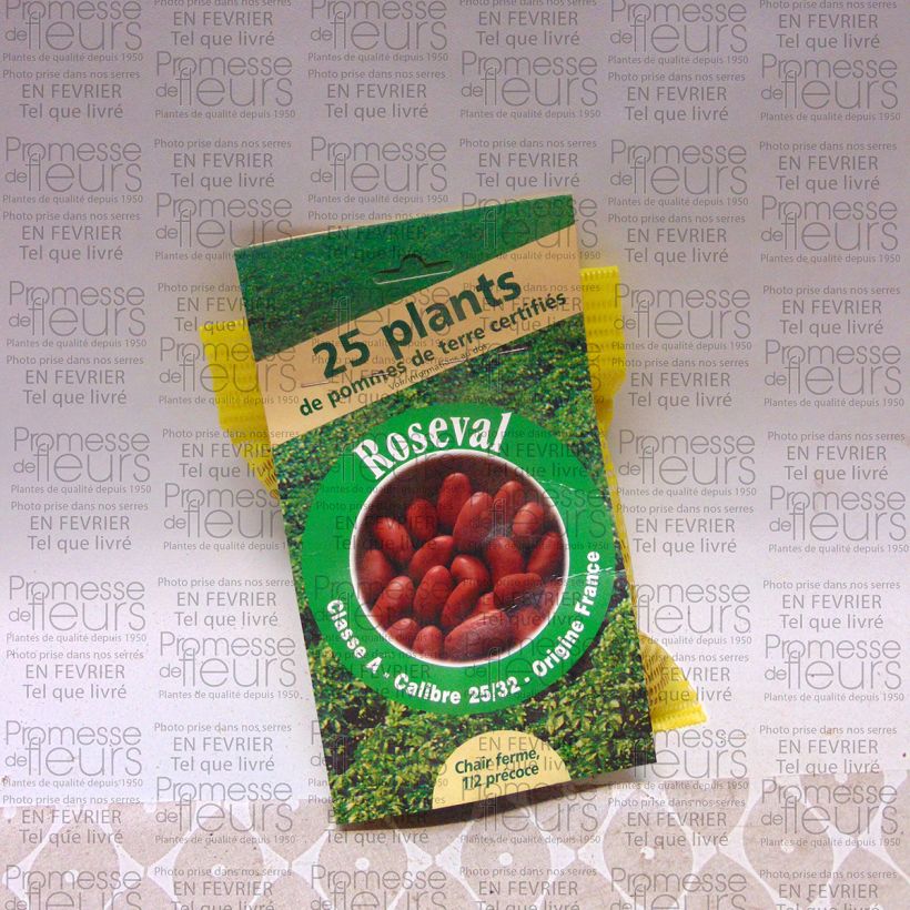 Beispiel eines Exemplars von Kartoffel Roseval rouge Beutel mit 25 Setzlingen Kaliber/Größe 25/32 mm wie geliefert