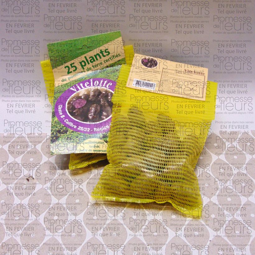 Beispiel eines Exemplars von Kartoffel Vitelotte Beutel mit 25 Setzlingen Kaliber/Größe 25/32 mm wie geliefert