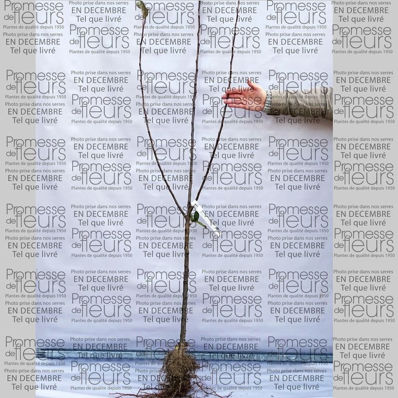 Beispiel eines Exemplars von Apfelbaum Belle de Boskoop - Malus domestica Wurzelnackt, Gobelet-Form wie geliefert