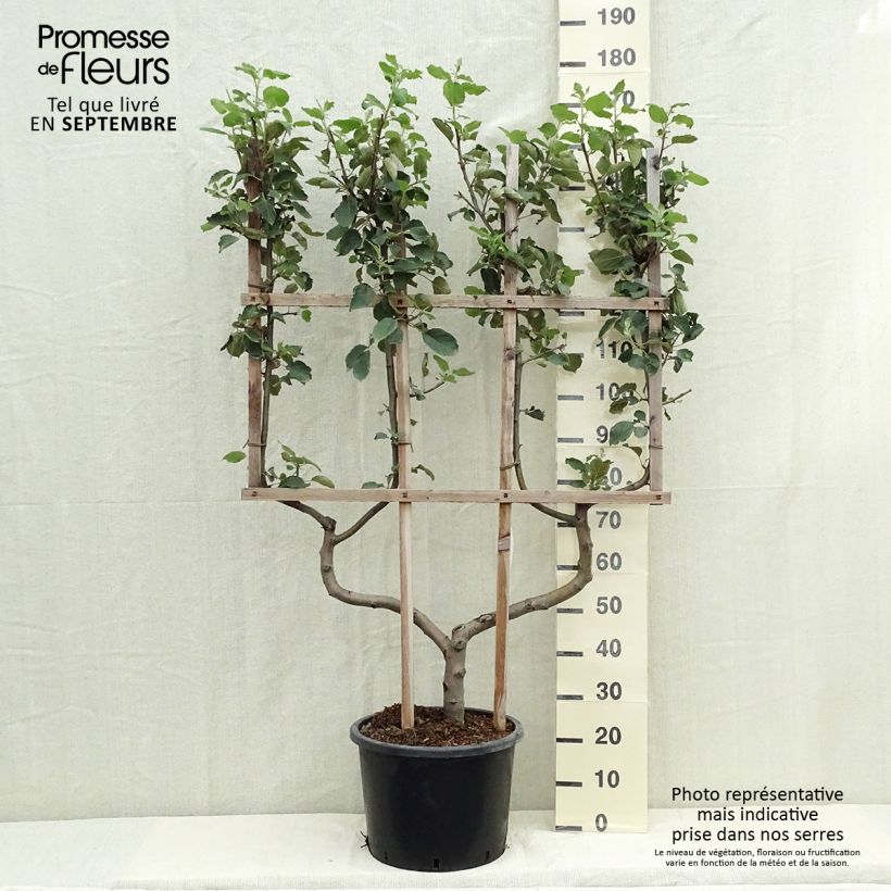 Exemplar von Apfelbaum Belle de Boskoop - Malus domestica Topf mit 12L/15L, Spalierobst doppelte U-Form wie im Herbst geliefert