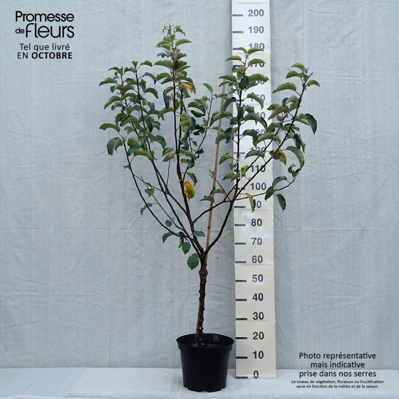 Exemplar von Apfelbaum Calville Rouge d'Hiver - Malus domestica Topf mit 7,5L/10L, Gobelet-Form wie im Herbst geliefert