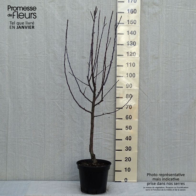 Exemplar von Apfelbaum Cox Orange - Malus domestica Topf mit 7,5L/10L, Gobelet-Form wie im Winter geliefert