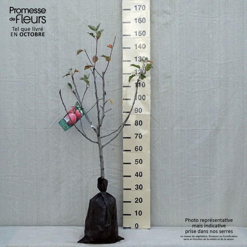 Exemplar von Apfelbaum Delbard Jubilé - Malus domestica Plug "Fertig-zum-Pflanzen", Gobelet-Form wie im Herbst geliefert