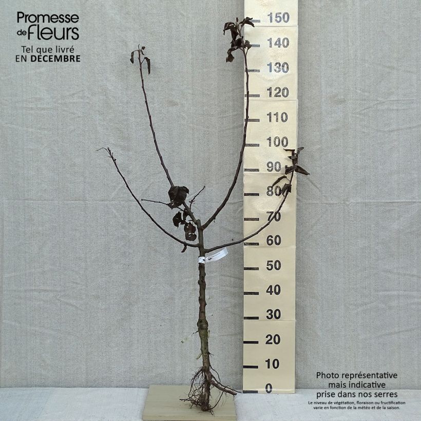 Exemplar von Apfelbaum Double Belle Fleur - Malus domestica Wurzelnackt, Gobelet-Form wie im Winter geliefert