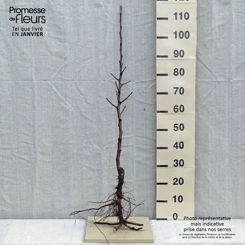 Exemplar von Apfelbaum Fuji - Malus domestica Wurzelnackt, Heister wie im Winter geliefert