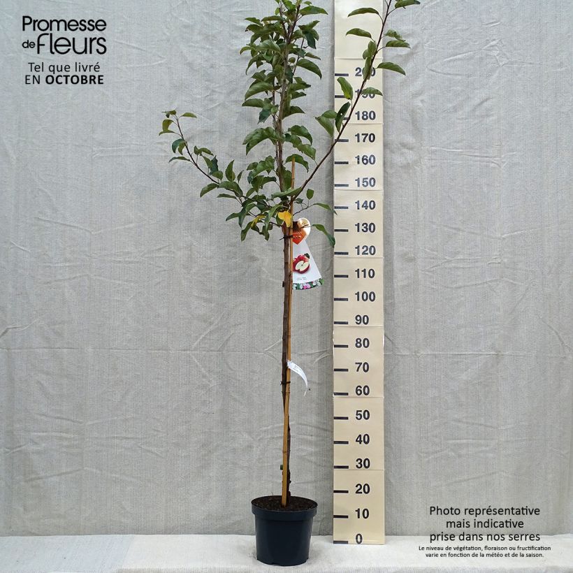 Exemplar von Apfelbaum Gala - Malus domestica Topf mit 7,5L/10L, Halbstamm wie im Herbst geliefert