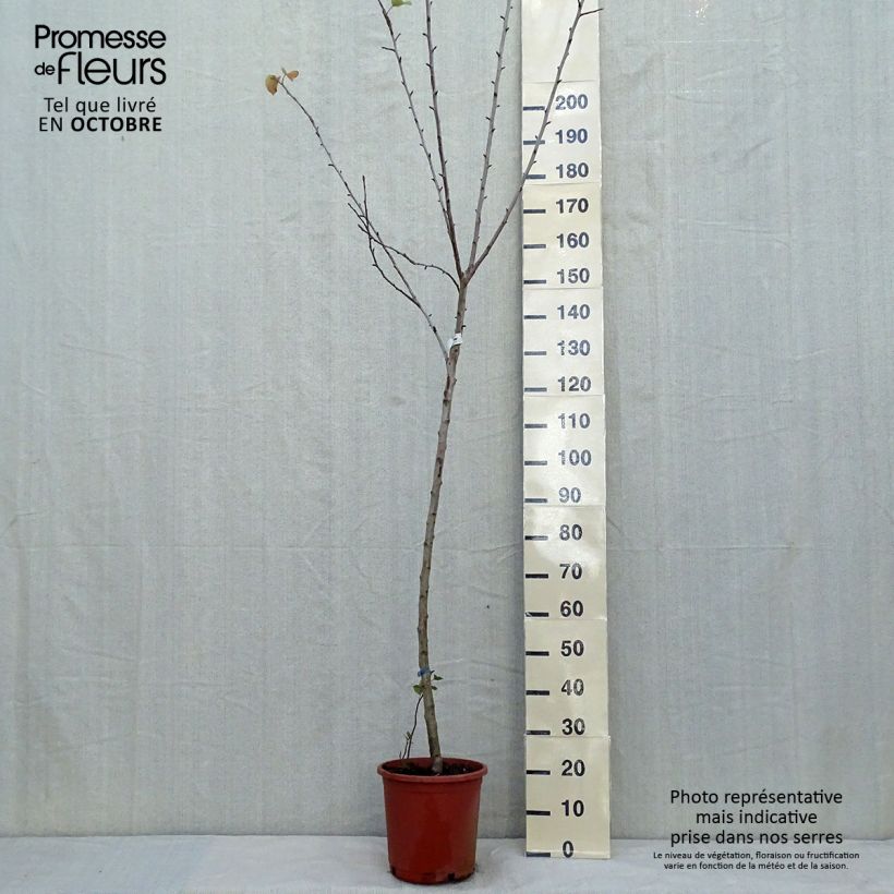 Exemplar von Apfelbaum Golden Delicious - Malus domestica Topf mit 7,5L/10L, Halbstamm wie im Herbst geliefert