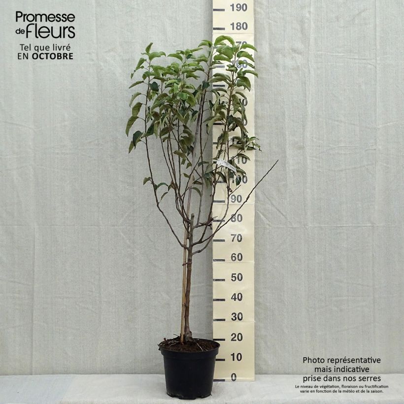 Exemplar von Apfelbaum Granny Smith - Malus domestica Topf mit 7,5L/10L, Gobelet-Form wie im Herbst geliefert