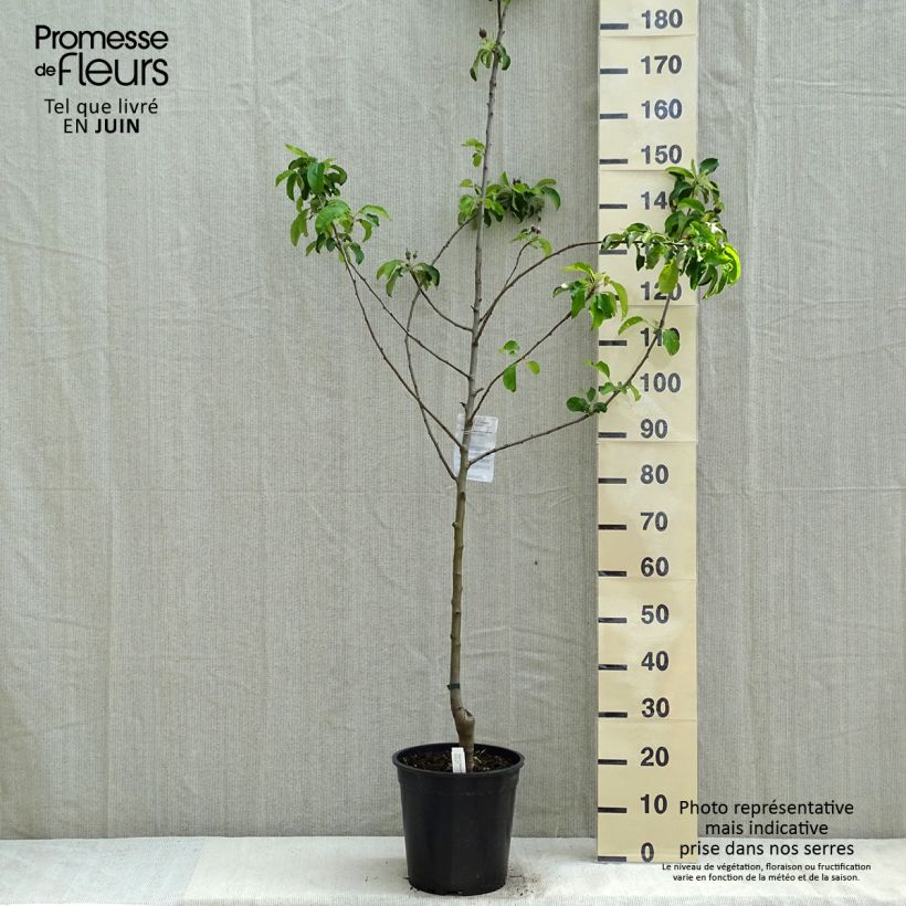 Exemplar von Apfelbaum Granny Smith - Malus domestica Topf mit 7,5L/10L, Gobelet-Form wie im Frühjahr geliefert
