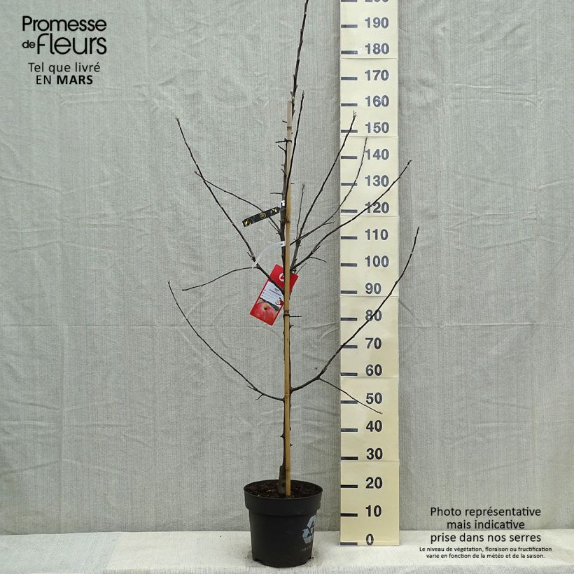 Exemplar von Apfelbaum Gravenstein - Malus domestica Topf mit 7,5L/10L, Gobelet-FormGelieferte Höhe ca. 125/150cm wie im Frühjahr geliefert