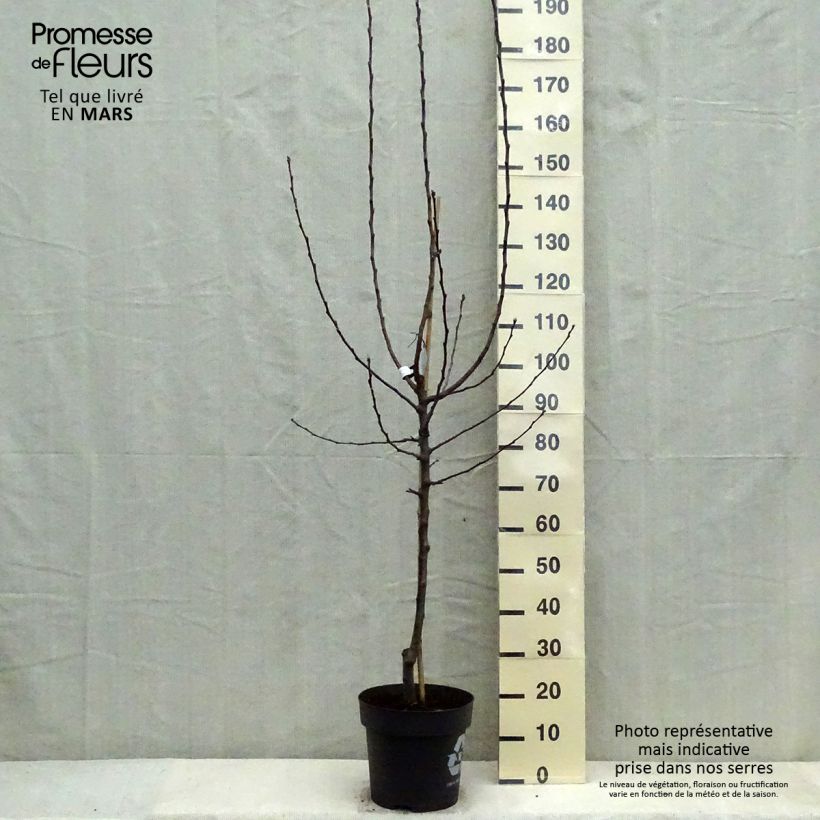 Exemplar von Apfelbaum James Grieve - Malus domestica Topf mit 7,5L/10L, Gobelet-FormGelieferte Höhe ca. 125/150cm wie im Frühjahr geliefert
