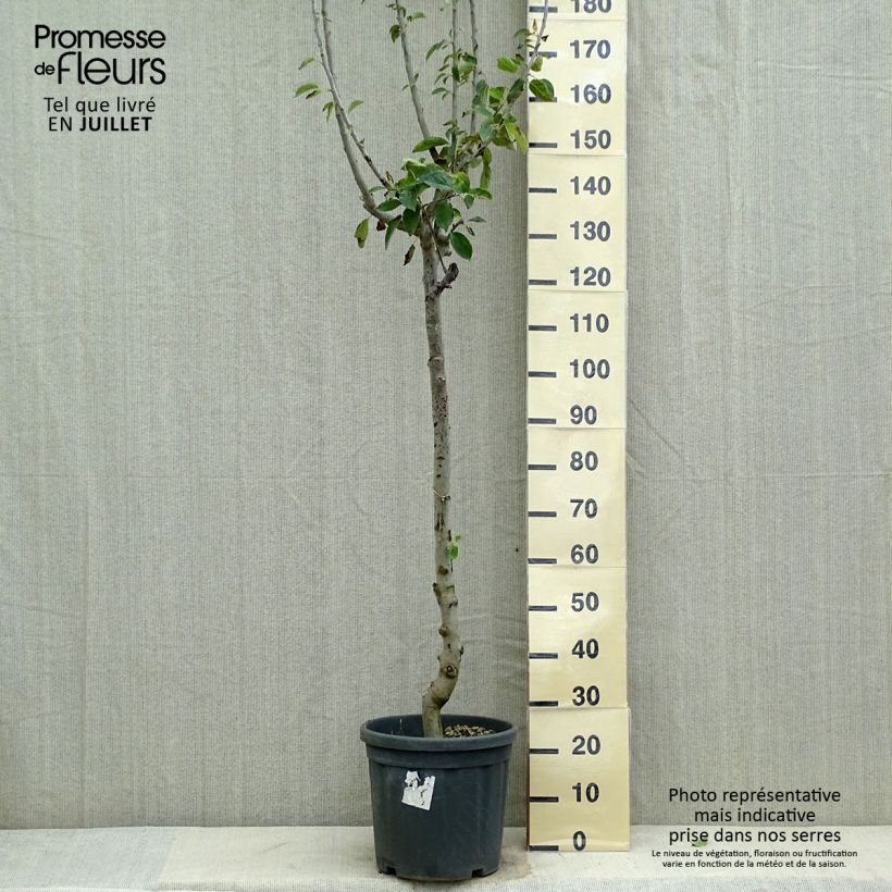 Exemplar von Apfelbaum Jonagold - Malus domestica Topf mit 7,5L/10L, Halbstamm wie im Sommer geliefert