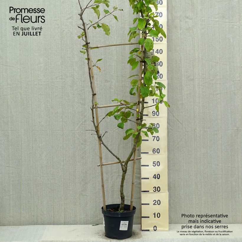 Exemplar von Apfelbaum Jonagold - Malus domestica Topf mit 7,5L/10L, Spalierobst einfach U-Form wie im Sommer geliefert