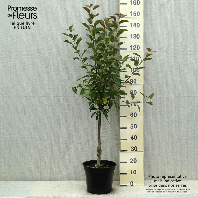 Exemplar von Apfelbaum Maggy - Malus domestica Topf mit 7,5L/10L, Gobelet-Form wie im Sommer geliefert