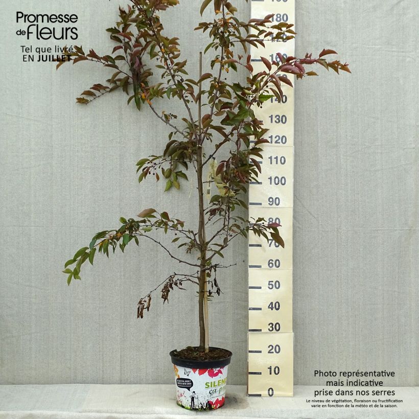 Exemplar von Zierapfel Diable Rouge - Malus Topf mit 7,5L/10L wie im Sommer geliefert