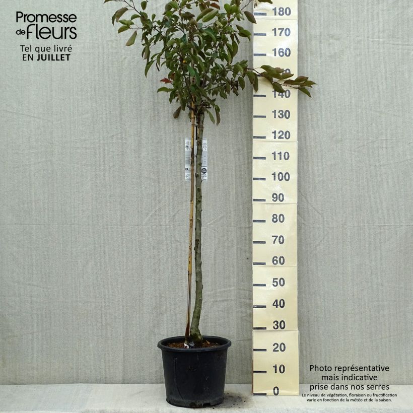 Exemplar von Zierapfel Diable Rouge - Malus Topf mit 12L/15L wie im Sommer geliefert