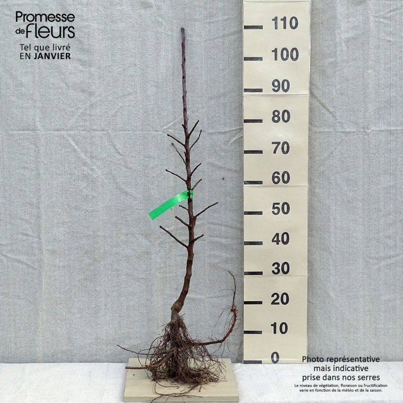 Exemplar von Apfelbaum Belchard ou Chantecler - Malus domestica Wurzelnackt, Heister wie im Winter geliefert