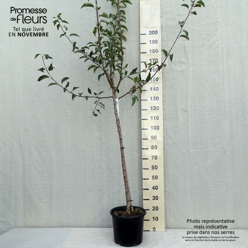 Exemplar von Apfelbaum Belchard ou Chantecler - Malus domestica Topf mit 12L/15L, Halbstamm wie im Herbst geliefert