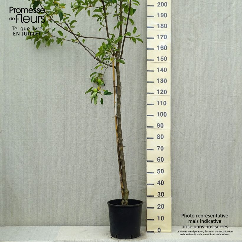 Exemplar von Apfelbaum Idared - Malus domestica Topf mit 12L/15L, Halbstamm wie im Sommer geliefert