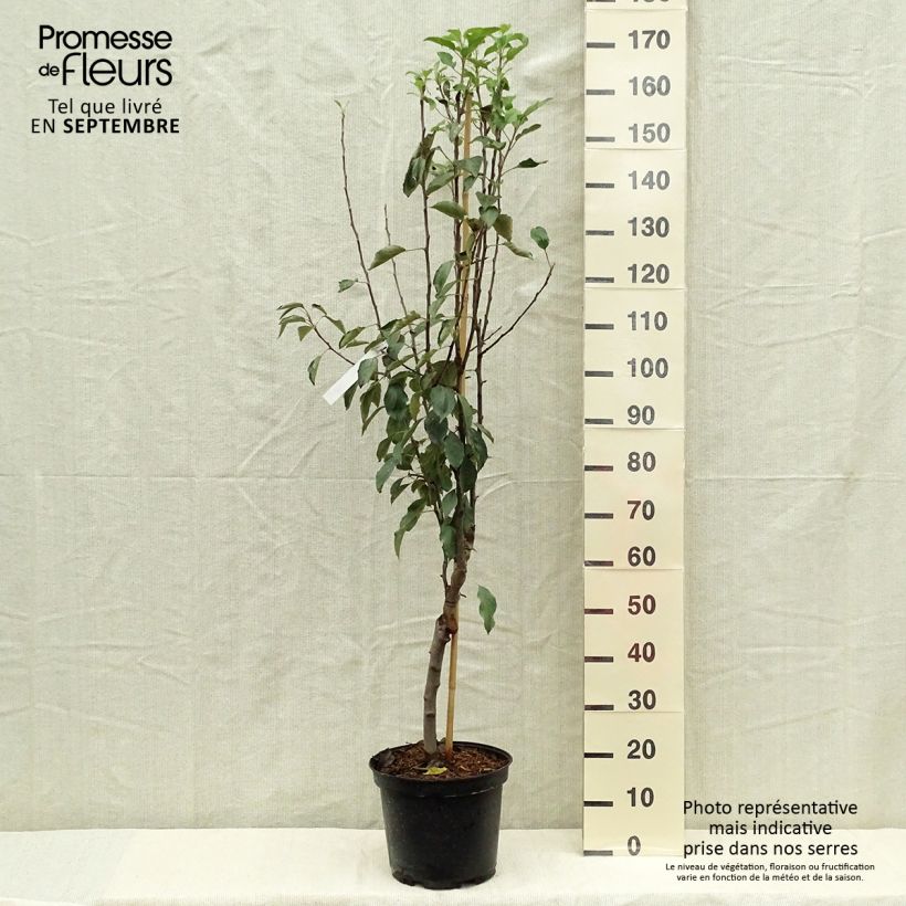 Exemplar von Apfelbaum Museau de Lièvre - Malus domestica Topf mit 7,5L/10L, Gobelet-Form wie im Herbst geliefert