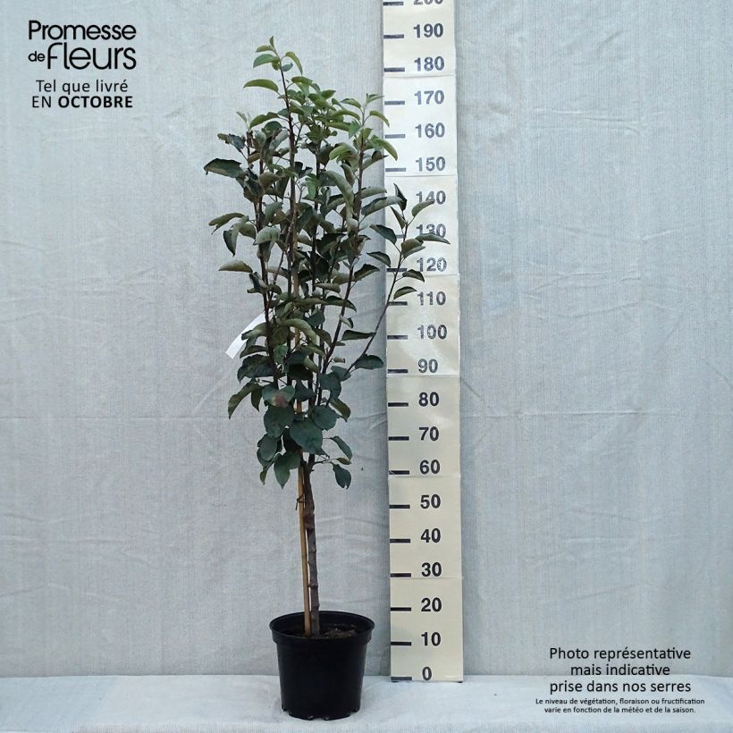 Exemplar von Apfelbaum Patte de Loup - Malus domestica Topf mit 7,5L/10L, Gobelet-Form wie im Herbst geliefert