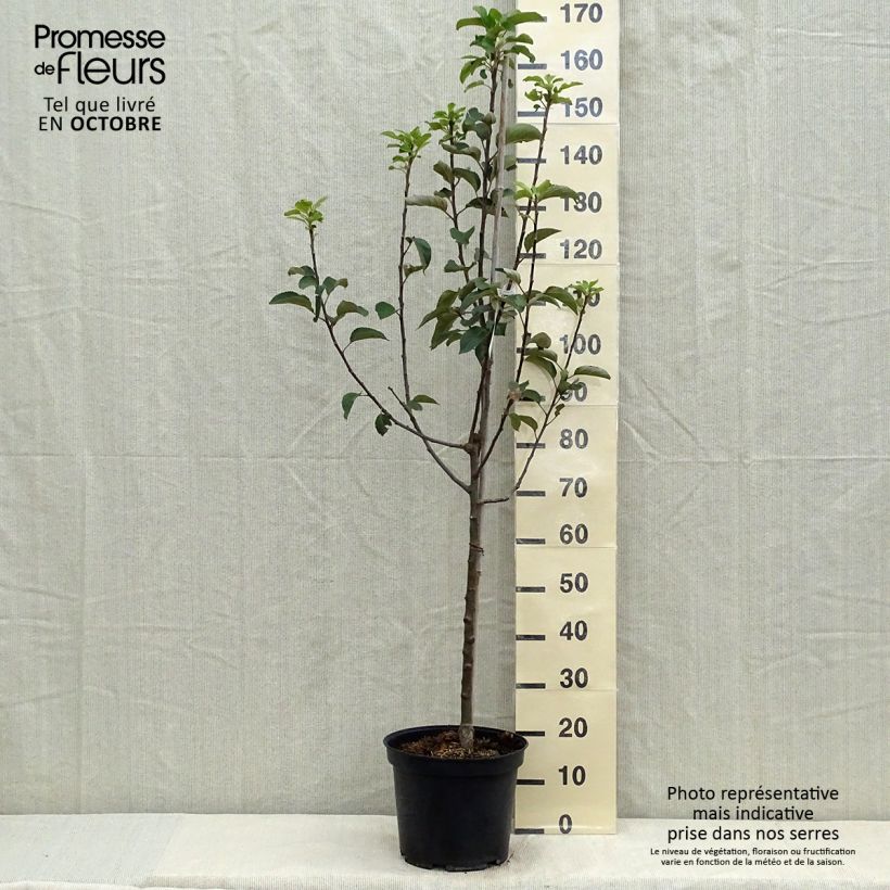 Exemplar von Goldparmäne Reine des Reinettes - Malus domestica Topf mit 7,5L/10L, Gobelet-Form wie im Herbst geliefert