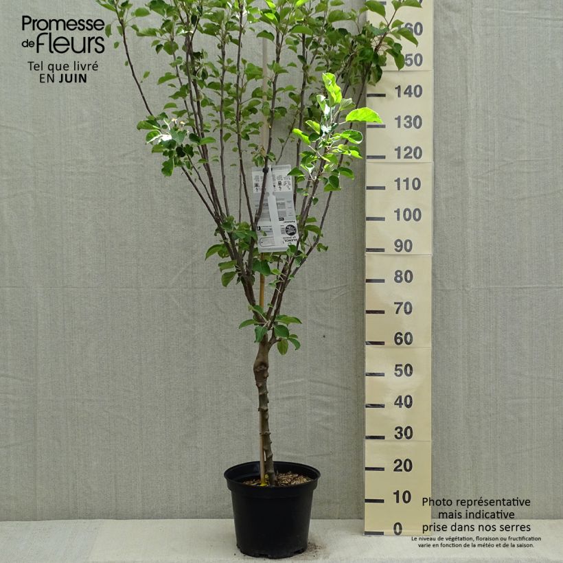 Exemplar von Apfelbaum Reinette de Caux - Malus domestica Topf mit 7,5L/10L, Gobelet-FormGelieferte Höhe ca. 140/160cm wie im Frühjahr geliefert