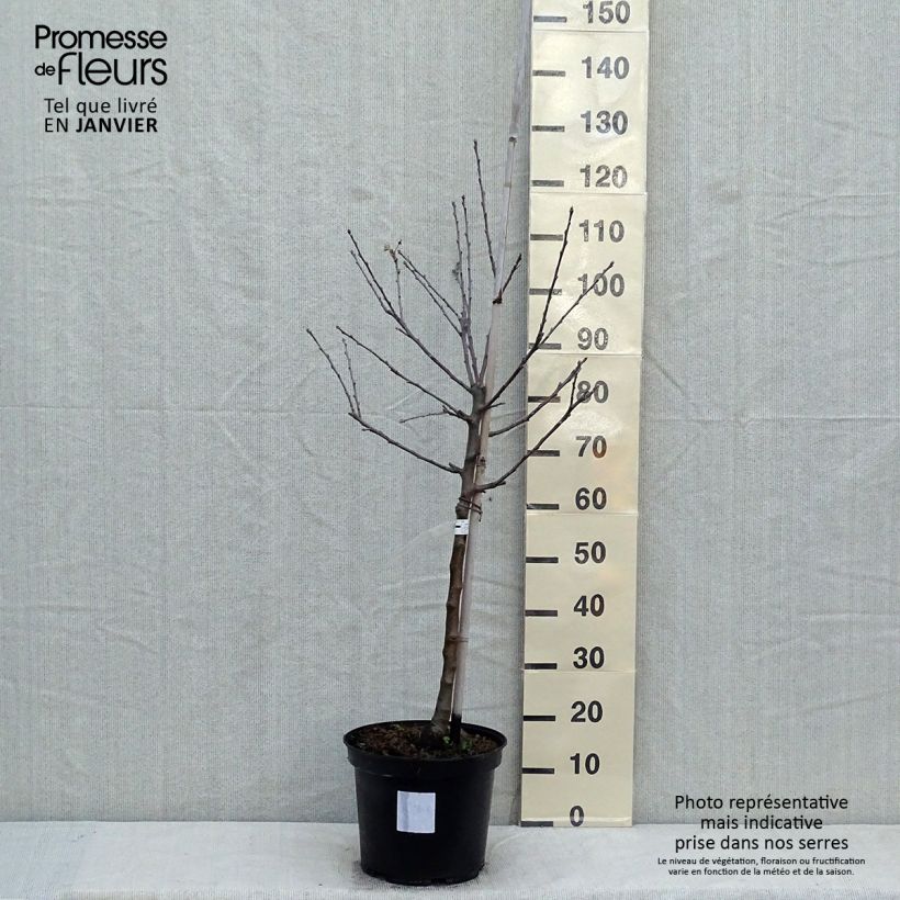 Exemplar von Apfelbaum Reinette grise du canada - Malus domestica Topf mit 7,5L/10L, Gobelet-Form wie im Winter geliefert