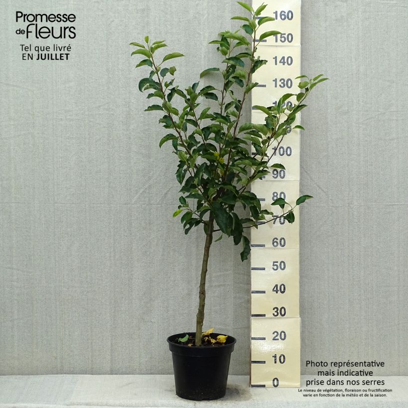 Exemplar von Apfelbaum Royal Gala - Malus domestica Topf mit 7,5L/10L, Gobelet-Form wie im Sommer geliefert