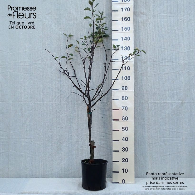 Exemplar von Apfelbaum Starking Delicious - Malus domestica Topf mit 7,5L/10L, Halbstamm wie im Herbst geliefert