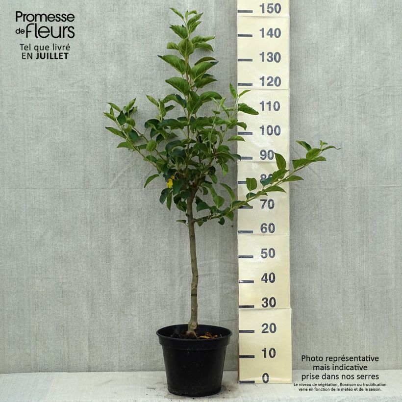 Exemplar von Apfelbaum Winter Banana - Malus domestica Topf mit 7,5L/10L, Gobelet-Form wie im Sommer geliefert