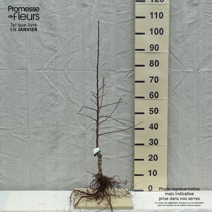 Exemplar von Apfelbaum Douce Moën - Malus domestica Wurzelnackt, Heister wie im Winter geliefert