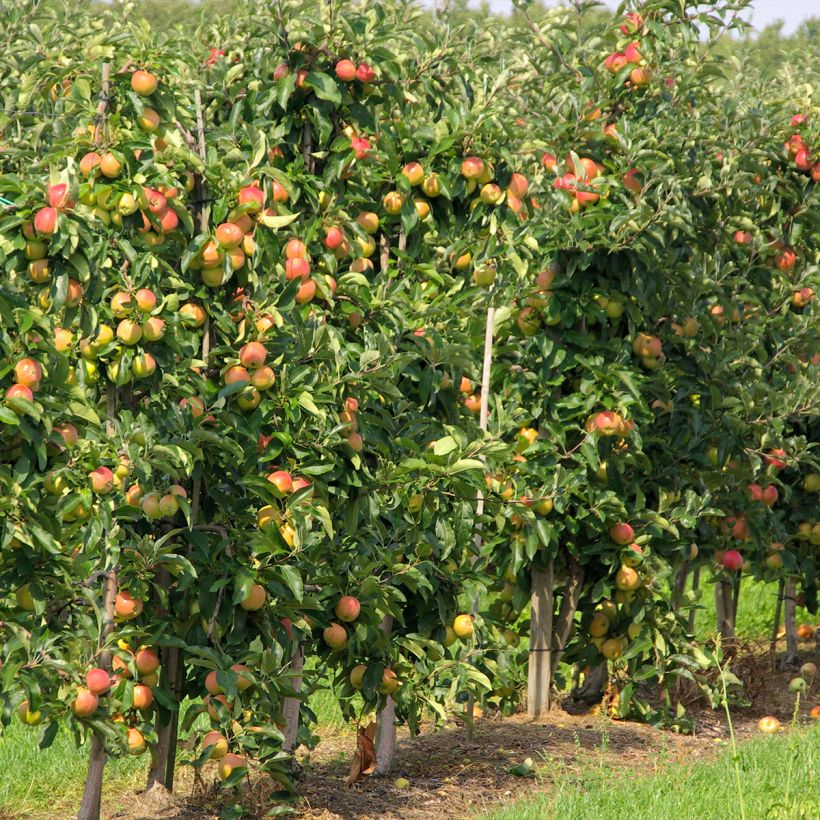 Säulenapfel Versailles - Malus domestica (Hafen)