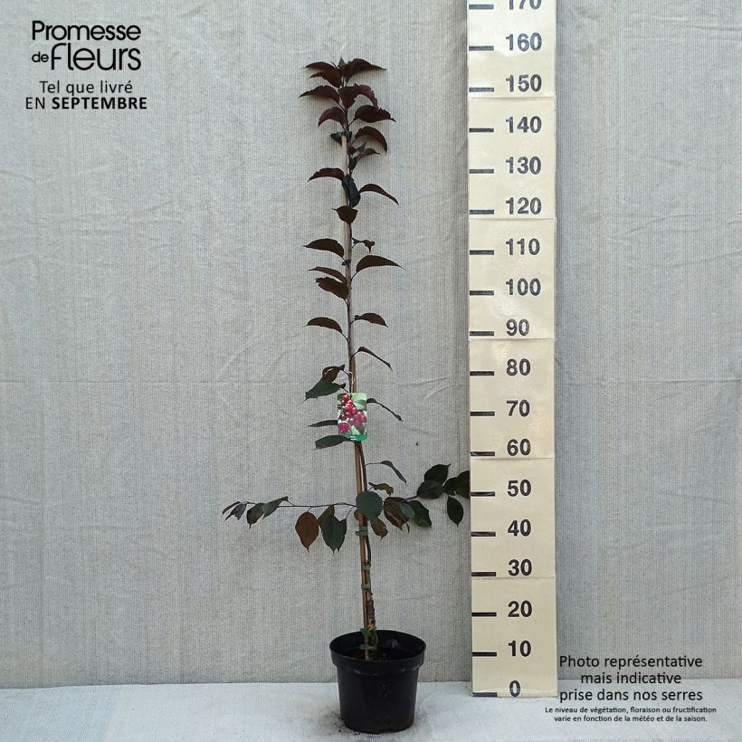 Exemplar von Zierapfel Royalty - Malus Topf mit 4L/5L wie im Sommer geliefert