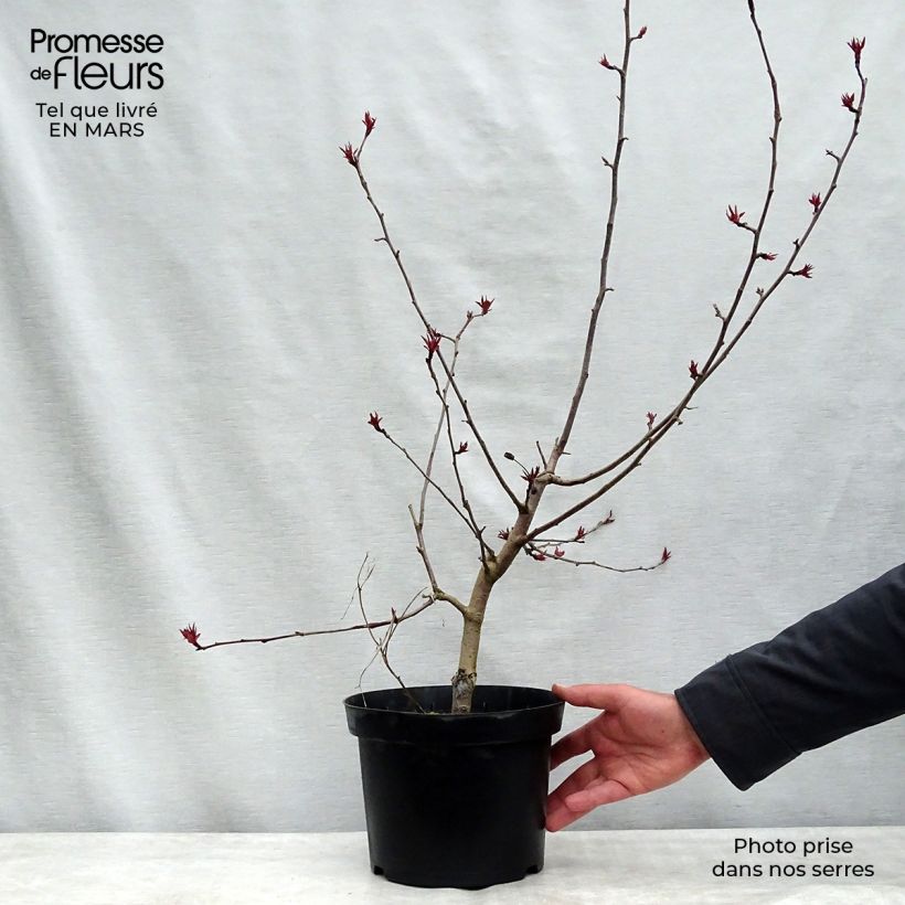 Exemplar von Zierapfel Rudolph - Malus Topf mit 4L/5L wie im Winter geliefert
