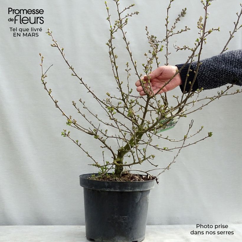 Exemplar von Zierapfel Tina - Malus toringo var. sargentii Topf mit 7,5L/10L wie im Winter geliefert