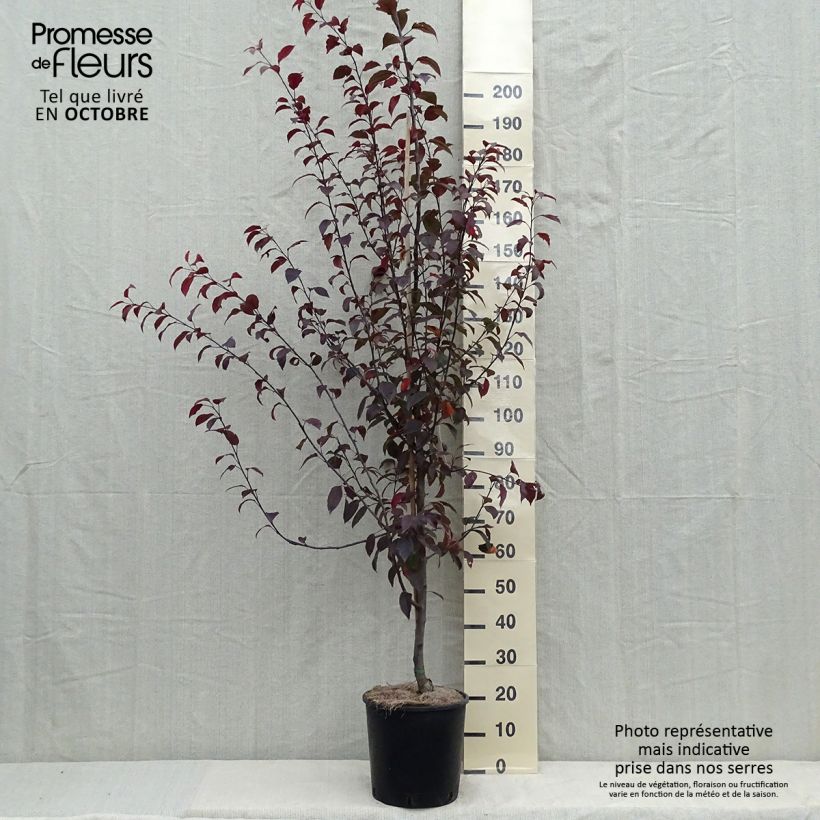Exemplar von Zierapfel Coccinella Courtarou - Malus Topf mit 7,5L/10L wie im Herbst geliefert