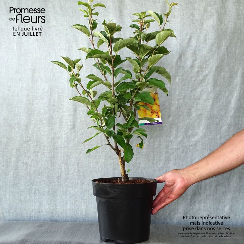 Exemplar von Zierapfel Golden Hornet - Malus Topf mit 4L/5L wie im Sommer geliefert
