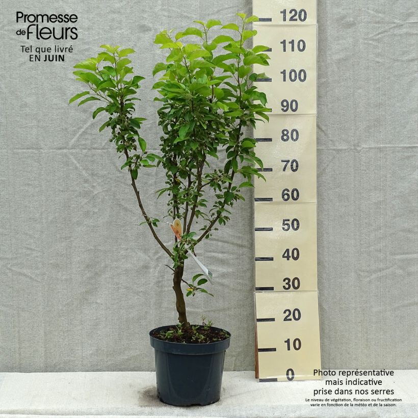 Exemplar von Zierapfel Golden Hornet - Malus Topf mit 7,5L/10LGelieferte Höhe ca. 100/140cm wie im Frühjahr geliefert