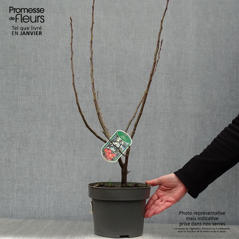Exemplar von Zierapfel John Downie - Malus Topf mit 4L/5L wie im Winter geliefert