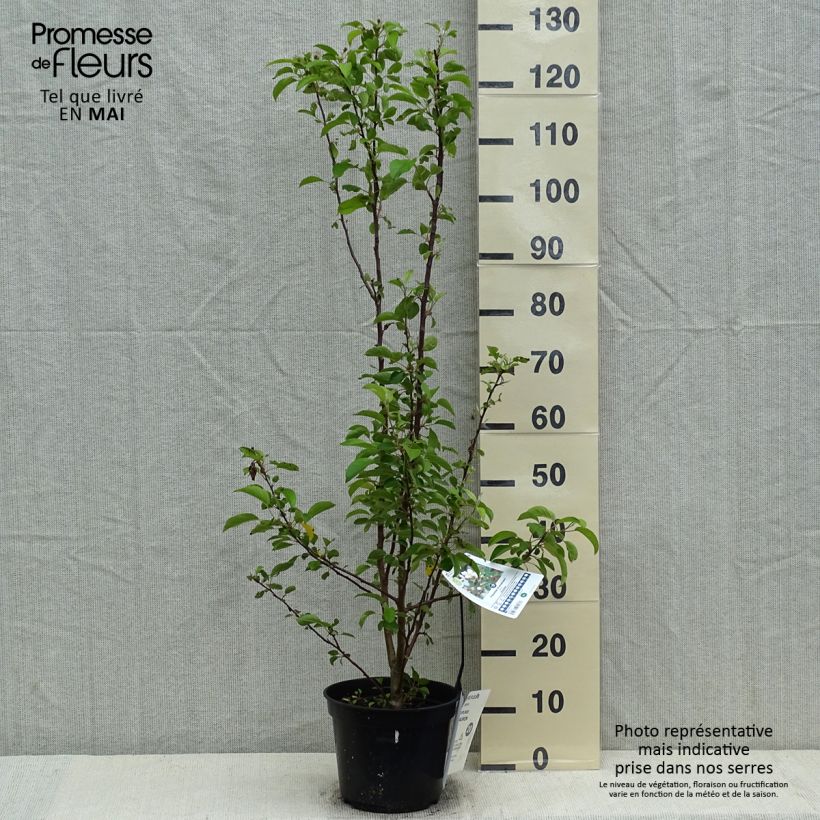 Exemplar von Zierapfel Evereste 'Perpetu' - Malus Topf mit 3L/4L wie im Frühjahr geliefert