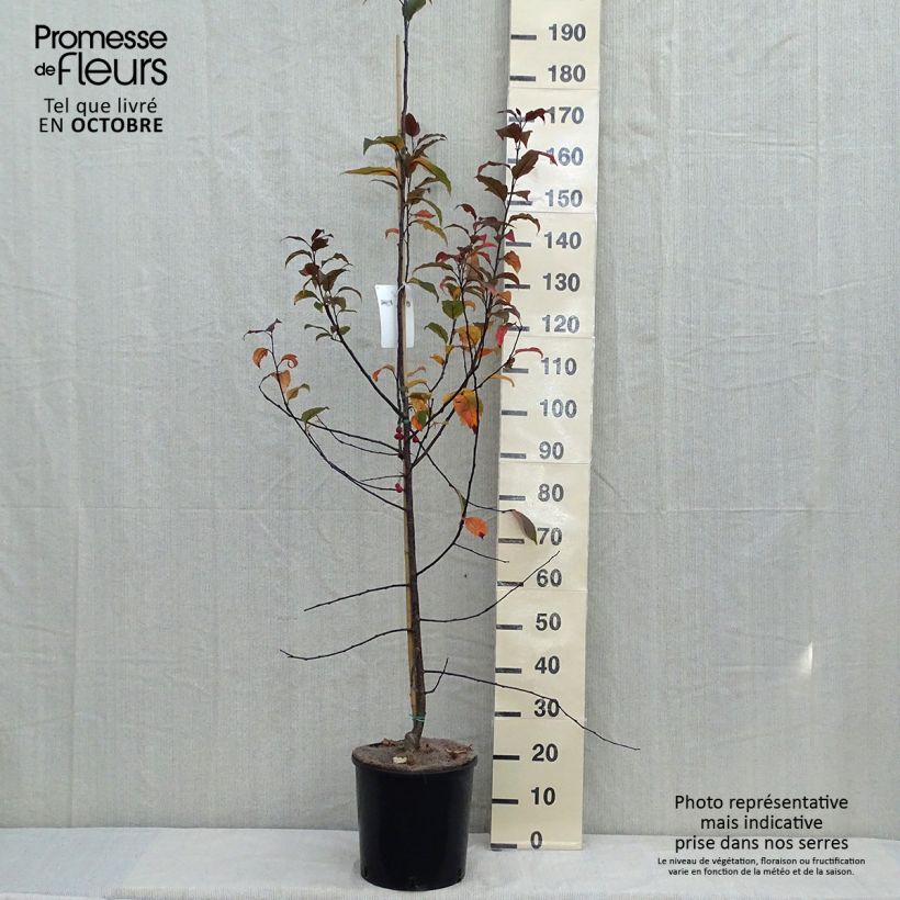 Exemplar von Zierapfel Prairiefire - Malus Topf mit 12L/15L wie im Herbst geliefert