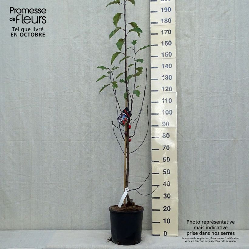 Exemplar von Zierapfel Red Obelisk - Malus Topf mit 12L/15L wie im Herbst geliefert