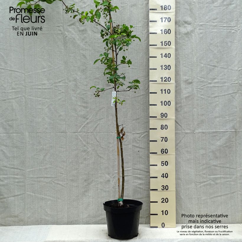 Exemplar von Zierapfel Red Sentinel - Malus Topf mit 7,5L/10LGelieferte Höhe ca. 160/180cm wie im Frühjahr geliefert