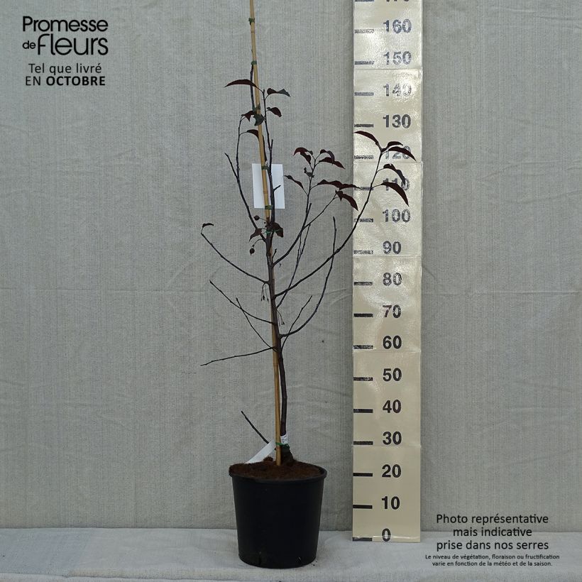 Exemplar von Zierapfel Royalty - Malus Topf mit 7,5L/10L wie im Herbst geliefert